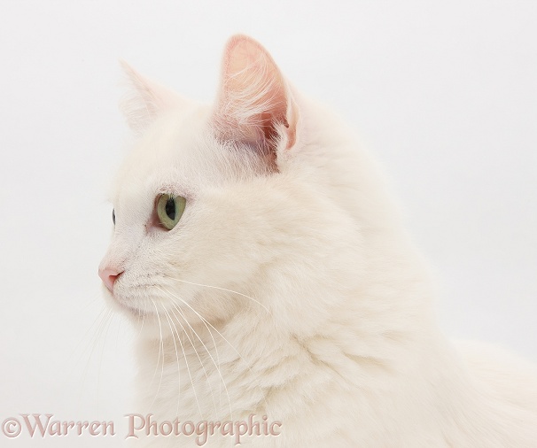 White Maine Coon-cross female cat, Melody, white background