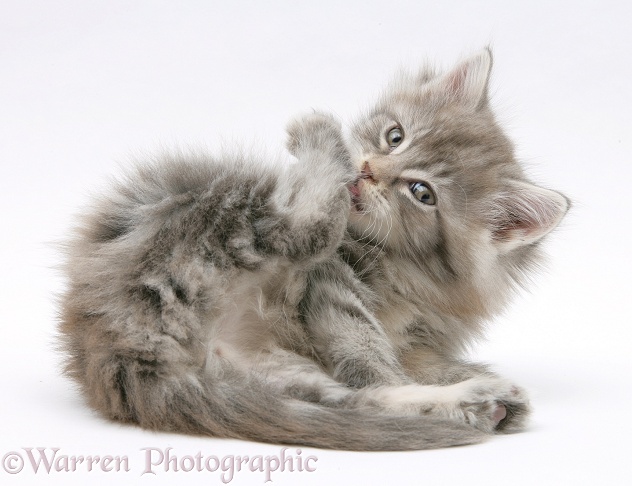 Maine Coon kitten grooming a hind foot, white background