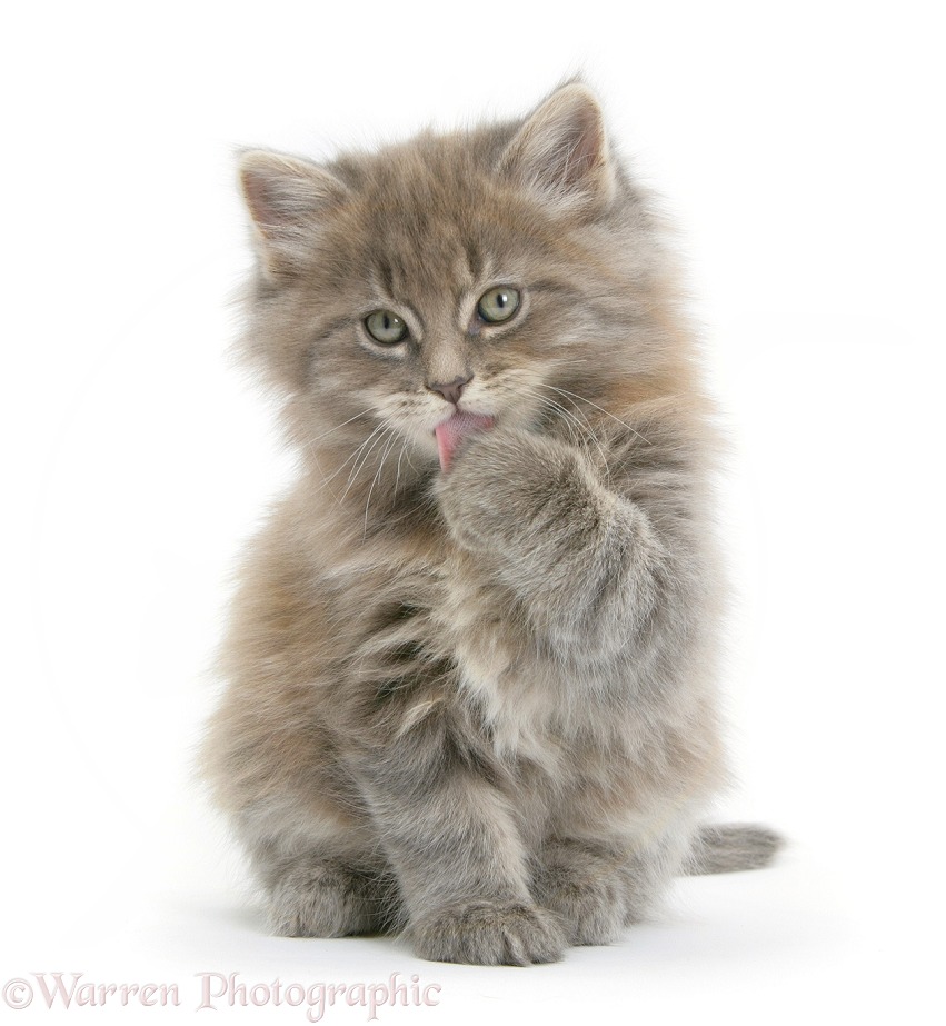Maine Coon kitten, 7 weeks old, washing a paw, white background
