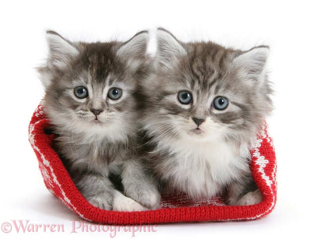 Maine Coon kittens in a Christmas hat, white background