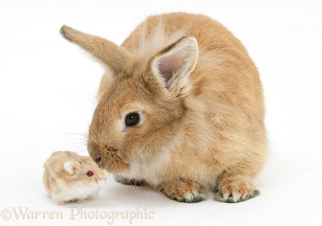 Sandy Lionhead rabbit meeting Dwarf Siberian Hamster, white background