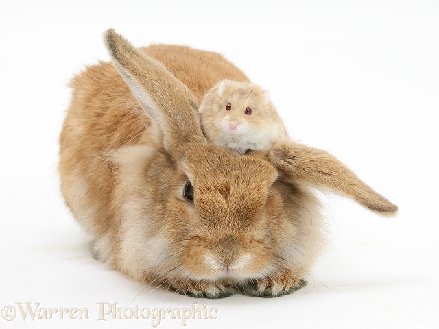 Sandy Lionhead rabbit with Dwarf Siberian Hamster, white background