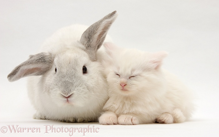 White Maine Coon kitten sleeping next to a white rabbit, white background