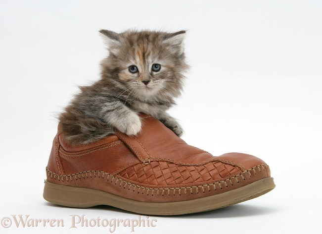 Maine Coon kitten, 7 weeks old, in a shoe, white background