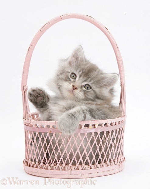 Maine Coon kitten, 7 weeks old, playing in a basket, white background