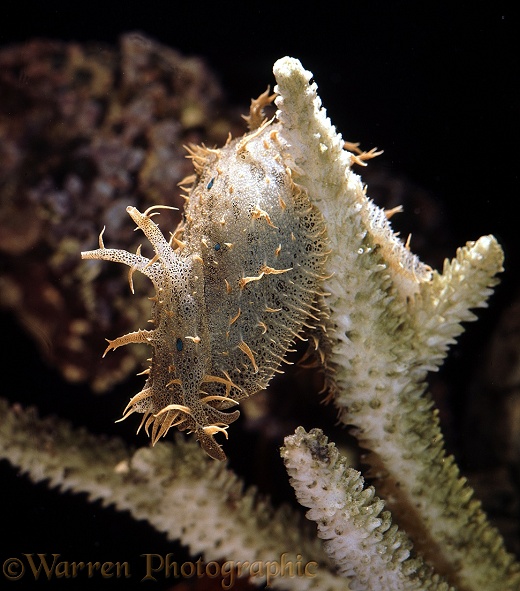 Blue-spotted Sea Slug (family Aplysiidae) on dead coral.  Tropical seas