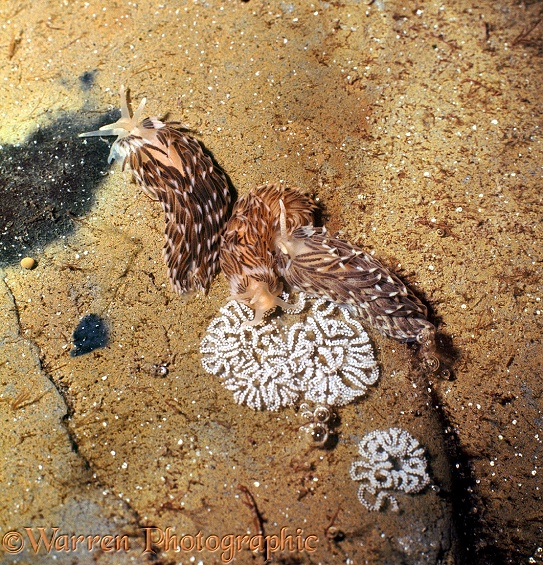 Common Grey Sea Slug (Aeolidia papillosa) group spawning on a rock in a tide pool.  Atlantic coasts