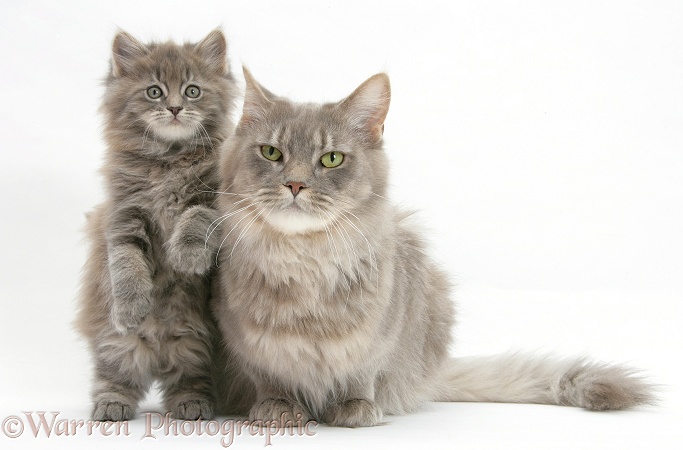 Maine Coon mother cat, Serafin, and kitten, 7 weeks old, white background