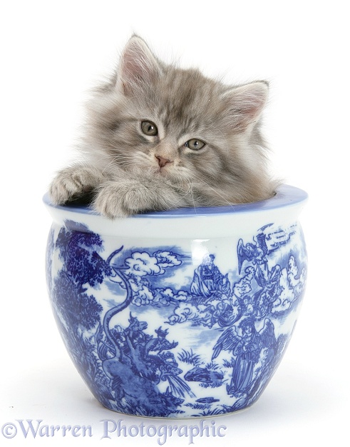 Maine Coon kitten in a blue china pot, white background