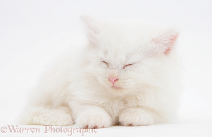 Sleepy white Maine Coon kitten, 7 weeks old, white background