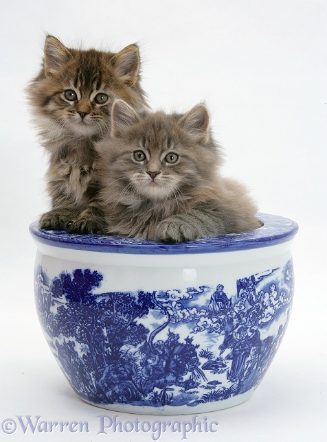 Maine Coon kittens in a blue china pot, white background