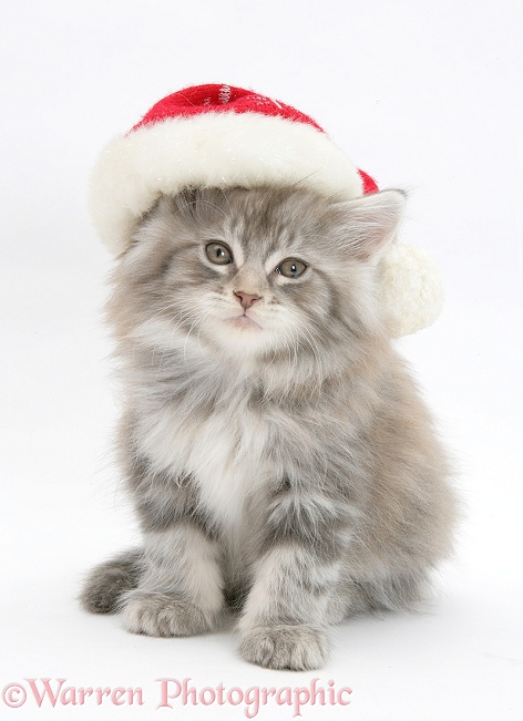 Maine Coon kitten wearing a Father Christmas hat, white background