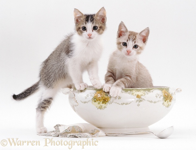 Two kittens in the soup!, white background