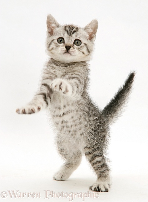 Silver spotted shorthair kitten standing up and reaching out, white background