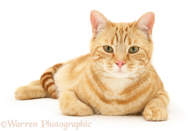 Ginger cat, Benedict, lying with head up, white background