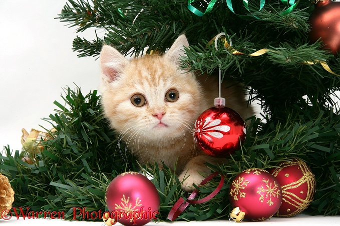 Ginger kitten playing with a Christmas tree, white background