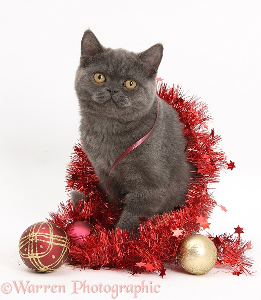 Grey kitten with Christmas decorations, white background