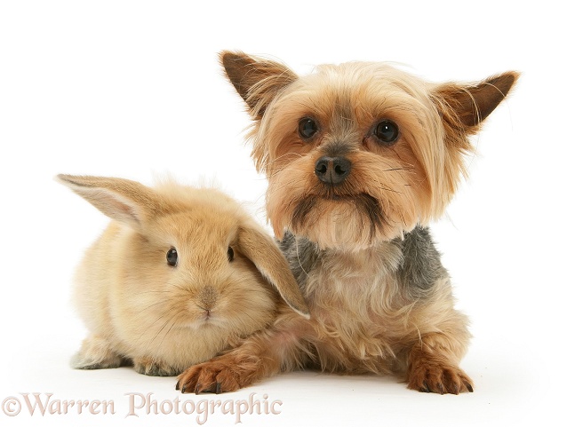 Yorkshire Terrier and baby sandy Lop rabbit, white background