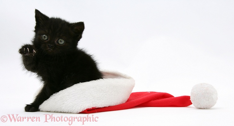 Black kitten in a Father Christmas hat, white background