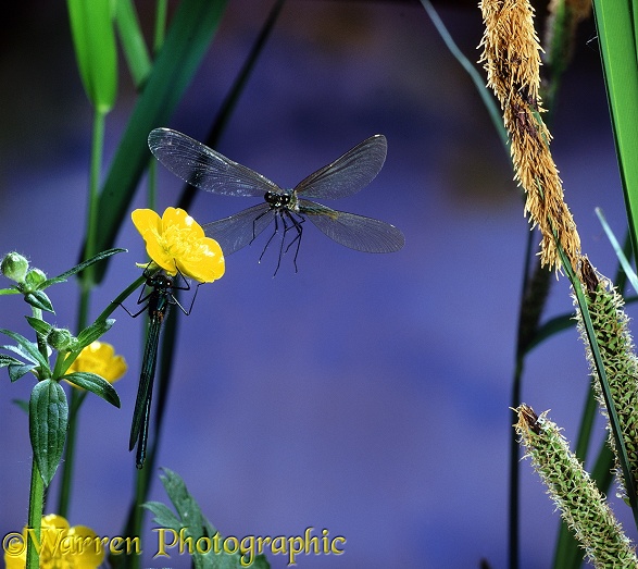 Beautiful Demoiselle (Calopteryx virgo) female taking off from buttercup on which male is resting.  Europe