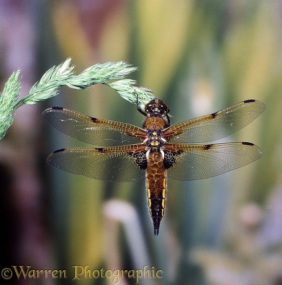 Four-spot Chaser Dragonfly (Libellula quadrimaculata) on Cocksfoot grass.  Europe