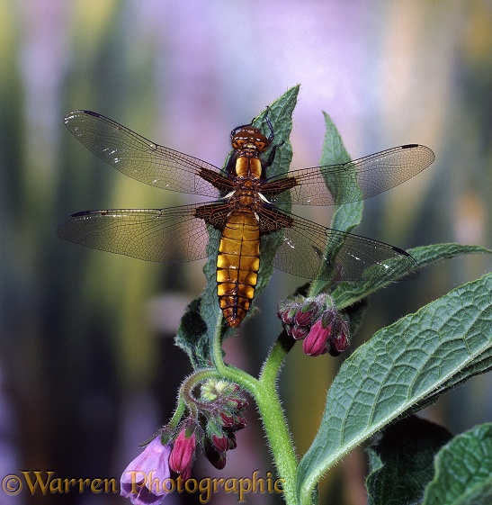 Wide-bodied Chaser Dragonfly (Libellula depressa) female on Comfrey.  Europe