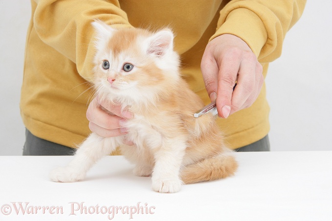Grooming a ginger Maine Coon kitten, white background