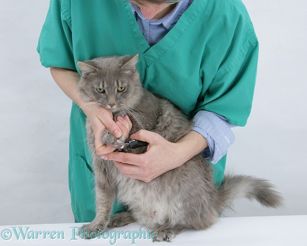 Clipping the claws of a Maine Coon cat, Serafin, white background