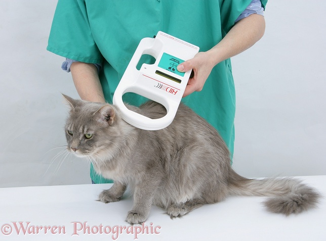 Reading the microchip in Maine Coon cat, Serafin, white background