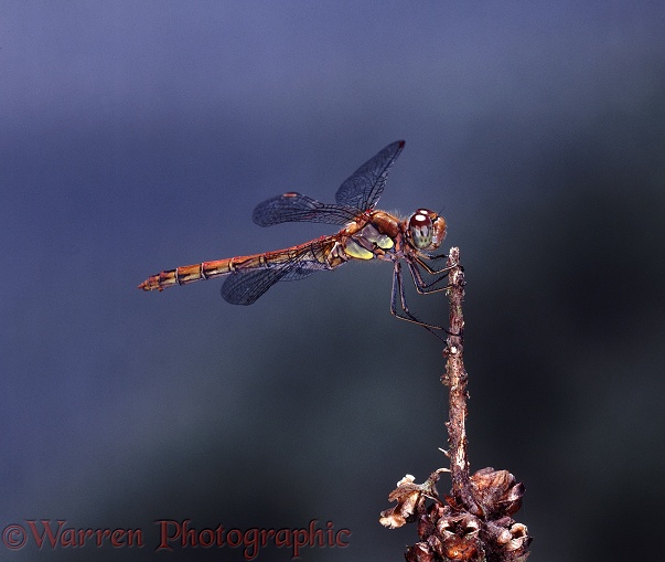 Common Darter Dragonfly (Sympetrum striolatum) sunning on mullein seed head.  Europe
