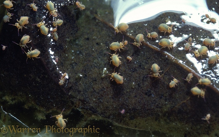 Springtails (Colembola) congregating on a dead leaf at the edge of a pond