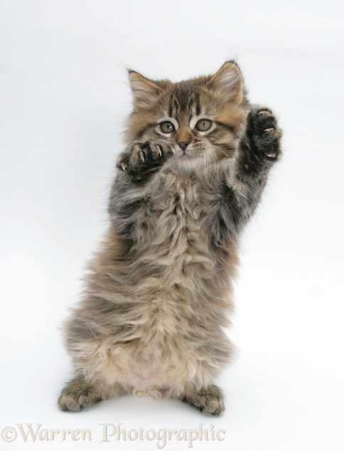 Maine Coon kitten, 8 weeks old, standing up, with paws up like a boxer, white background
