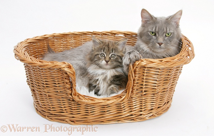 Maine Coon mother cat, Serafin, and kitten in a basket, white background
