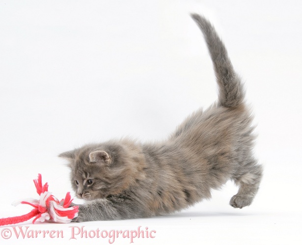 Maine Coon kitten, 8 weeks old, playing with a rope toy, white background