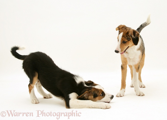 Tricolour and merle Border Collie pups, brother and sister, white background
