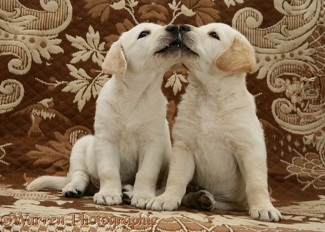 Goldador Retriever pups (Golden Retriever x Labrador Retriever) pups