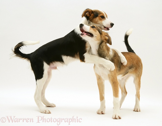 Playful Border Collie pups, white background
