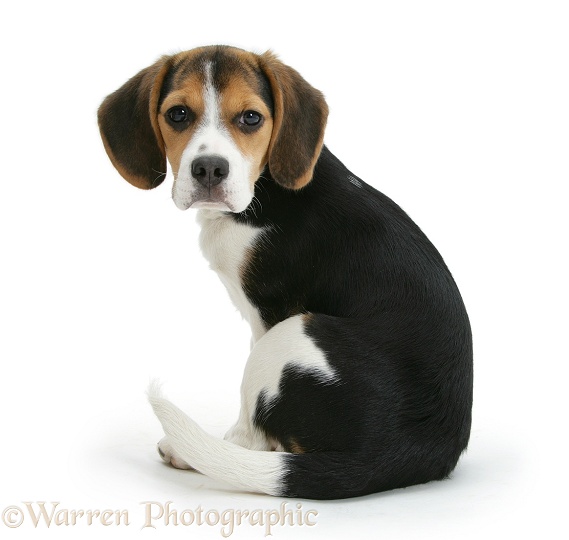 Beagle pup, Florrie, 4 months old, looking over her shoulder, white background