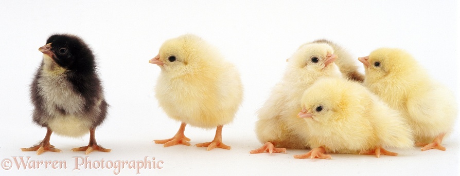 Buff bantam chicks, 2 days old, white background