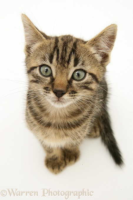 Brown tabby kitten sitting looking up, white background