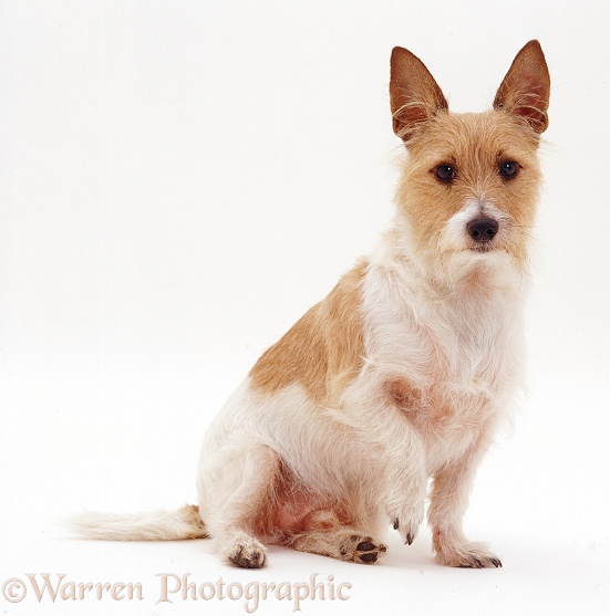 Prick-eared Jack Russell Terrier x Yorkshire Terrier dog, 5 years old, white background
