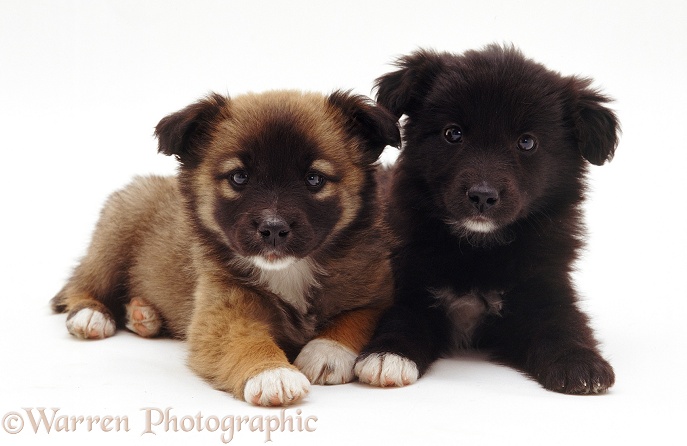 Cute mongrel pups, white background