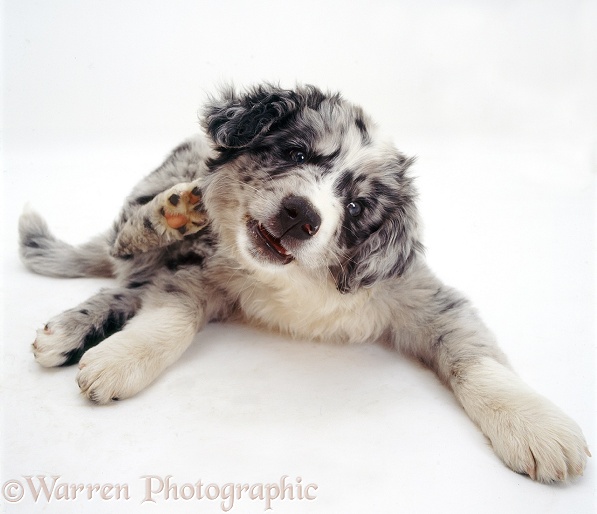 Blue merle Border Collie pup, Ash, scratching his neck, white background