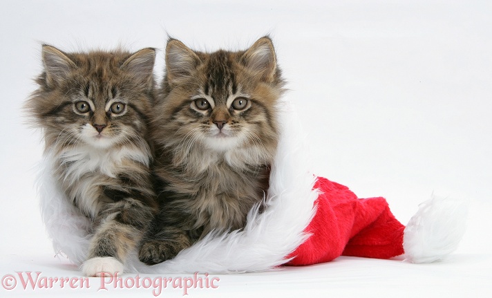 Maine Coon kittens, 8 weeks old, in a Father Christmas hat, white background