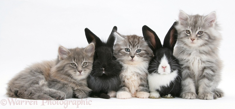 Maine Coon kittens, 8 weeks old, with baby Dutch x Lionhead rabbits, white background