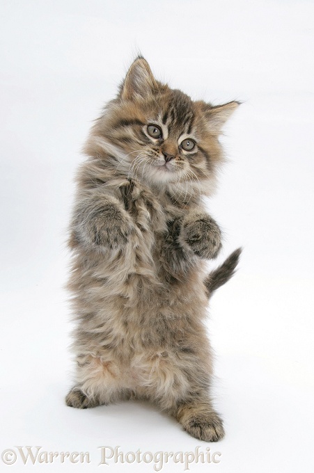 Maine Coon kitten, 8 weeks old, standing up, with paws up like a boxer, white background