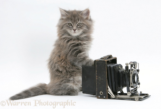 Maine Coon kitten, 8 weeks old, playing with an old bellows camera, white background