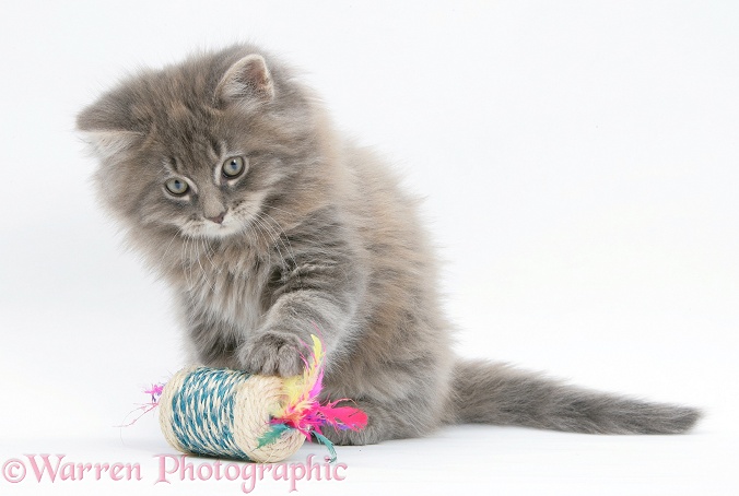Maine Coon kitten, 8 weeks old, playing with a kitten toy, white background