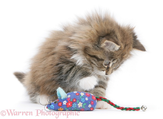 Maine Coon kitten, 8 weeks old, playing with a toy mouse, white background