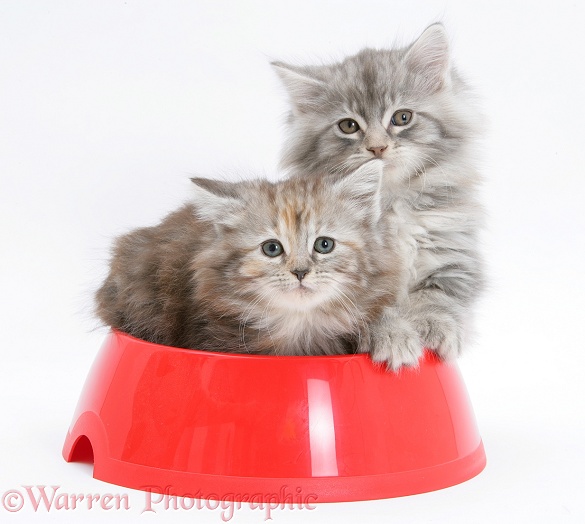 Maine Coon kittens, 8 weeks old, in a plastic food bowl, white background